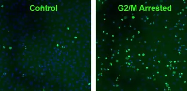 Anti-Histone H2A.XS139ph (phospho Ser139) antibody [3F2] used in Immunocytochemistry/ Immunofluorescence (ICC/IF). GTX80694