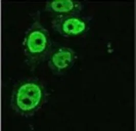 Anti-KAP1 antibody [20C1] used in Immunocytochemistry/ Immunofluorescence (ICC/IF). GTX80695