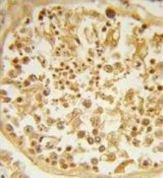 Anti-DZIP1 antibody, Internal used in IHC (Paraffin sections) (IHC-P). GTX80938