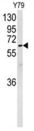 Anti-NEURL antibody, Internal used in Western Blot (WB). GTX81057