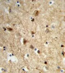 Anti-NEURL antibody, Internal used in IHC (Paraffin sections) (IHC-P). GTX81057