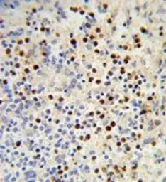 Anti-MDFIC antibody, N-term used in IHC (Paraffin sections) (IHC-P). GTX81076