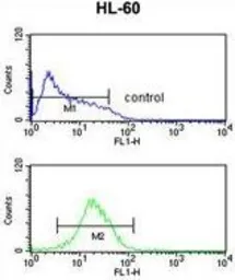 Anti-PXR antibody, Internal used in Flow cytometry (FCM). GTX81102