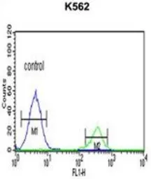 Anti-KIR3DS1 antibody, C-term used in Flow cytometry (FCM). GTX81103