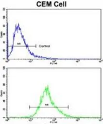 Anti-CD94 antibody, N-term used in Flow cytometry (FCM). GTX81129