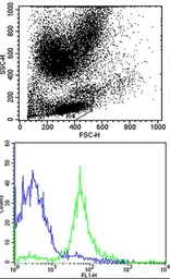 Anti-HLA-B antibody, N-term used in Flow cytometry (FCM). GTX81138