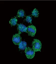 Anti-CXCL8 / IL8 antibody, C-term used in Immunocytochemistry/ Immunofluorescence (ICC/IF). GTX81140