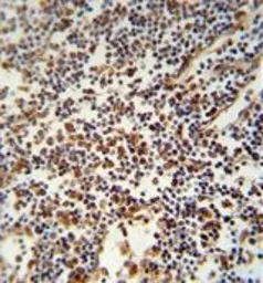 Anti-USF2 antibody, Internal used in IHC (Paraffin sections) (IHC-P). GTX81158
