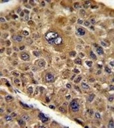 Anti-TOB1 antibody, N-term used in IHC (Paraffin sections) (IHC-P). GTX81167
