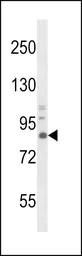 Anti-TrkA antibody used in Western Blot (WB). GTX81329