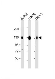 CD31 antibody, C-term