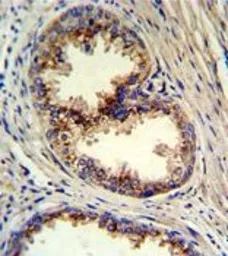 Anti-GOLPH3 antibody, N-term used in IHC (Paraffin sections) (IHC-P). GTX81443