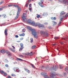 Anti-Apolipoprotein A1 antibody, N-term used in IHC (Paraffin sections) (IHC-P). GTX81467