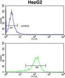 Anti-GGT5 antibody, N-term used in Flow cytometry (FCM). GTX81477