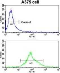 Anti-Carbonic Anhydrase 14 antibody, N-term used in Flow cytometry (FCM). GTX81537