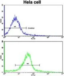 Anti-Glutaredoxin 2 antibody, C-term used in Flow cytometry (FCM). GTX81538
