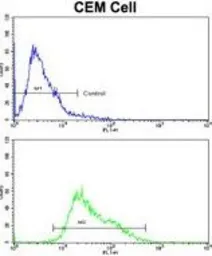 Anti-AMHR2 antibody, C-term used in Flow cytometry (FCM). GTX81590