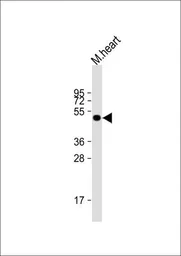 Anti-LAG3 antibody, Internal used in Western Blot (WB). GTX81605