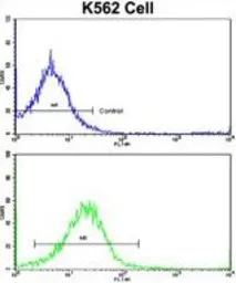 Anti-UNC5C antibody, Internal used in Flow cytometry (FCM). GTX81651