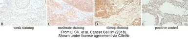 Anti-ESPN antibody, N-term used in IHC (Paraffin sections) (IHC-P). GTX81675