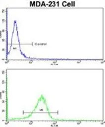 DLGAP1 antibody, N-term