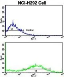 Anti-Calponin 1 antibody, N-term used in Flow cytometry (FCM). GTX81714