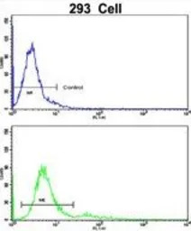 BAALC antibody, N-term
