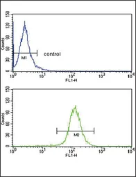 Anti-ABCG1 antibody, Internal used in Flow cytometry (FCM). GTX81867