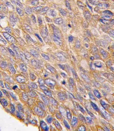 Anti-TOB2 antibody, N-term used in IHC (Paraffin sections) (IHC-P). GTX81931