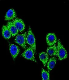 Anti-CD38 antibody, C-term used in Immunocytochemistry/ Immunofluorescence (ICC/IF). GTX81962