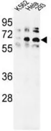 Anti-TRIP13 antibody, N-term used in Western Blot (WB). GTX81984