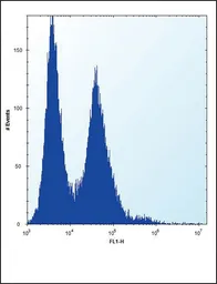 Anti-Nucleophosmin antibody, N-term used in Flow cytometry (FCM). GTX81996