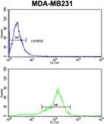 Anti-Bcl2A1 antibody, Internal used in Flow cytometry (FCM). GTX82541