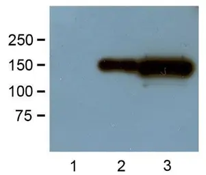 Anti-GFP antibody [GF28R] used in Western Blot (WB). GTX82564