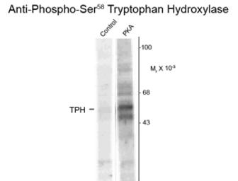 Anti-TPH1 (phospho Ser58) antibody used in Western Blot (WB). GTX82574