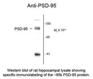 Anti-PSD95 antibody used in Western Blot (WB). GTX82606