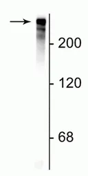 Anti-MAP2 antibody used in Western Blot (WB). GTX82661