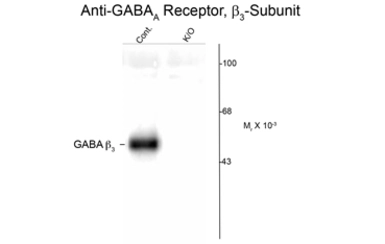 Anti-GABA A Receptor beta 3 antibody used in Western Blot (WB). GTX82681