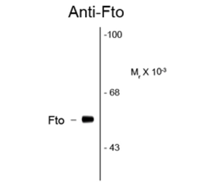 Anti-FTO antibody [5-2H10] used in Western Blot (WB). GTX82693