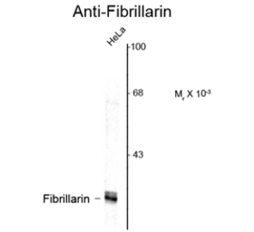 Anti-Fibrillarin antibody [38F3] used in Western Blot (WB). GTX82695