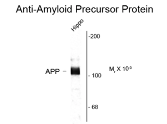 Anti-APP antibody used in Western Blot (WB). GTX82737