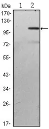 Anti-TAB2 antibody [3B5] used in Western Blot (WB). GTX82751