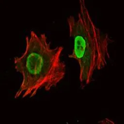 Anti-Oct4 antibody [7E7] used in Immunocytochemistry/ Immunofluorescence (ICC/IF). GTX82755