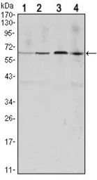 Anti-Cyclin B1 antibody [1B10] used in Western Blot (WB). GTX82758