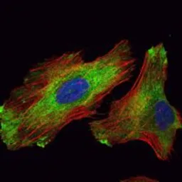 Anti-WIF1 antibody [1G5] used in Immunocytochemistry/ Immunofluorescence (ICC/IF). GTX82765