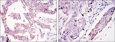 Anti-WIF1 antibody [1G5] used in IHC (Paraffin sections) (IHC-P). GTX82765