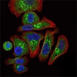 Anti-EPO antibody [4F11] used in Immunocytochemistry/ Immunofluorescence (ICC/IF). GTX82784