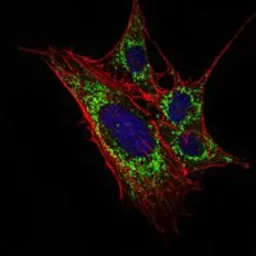 Anti-KLHL11 antibody [1B9A8] used in Immunocytochemistry/ Immunofluorescence (ICC/IF). GTX82812