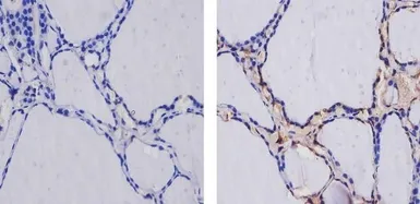 Anti-Thyroid Hormone Receptor alpha-2 antibody used in IHC (Paraffin sections) (IHC-P). GTX82858