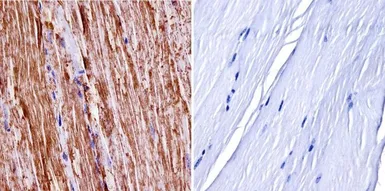 Anti-nNOS antibody used in IHC (Paraffin sections) (IHC-P). GTX82905